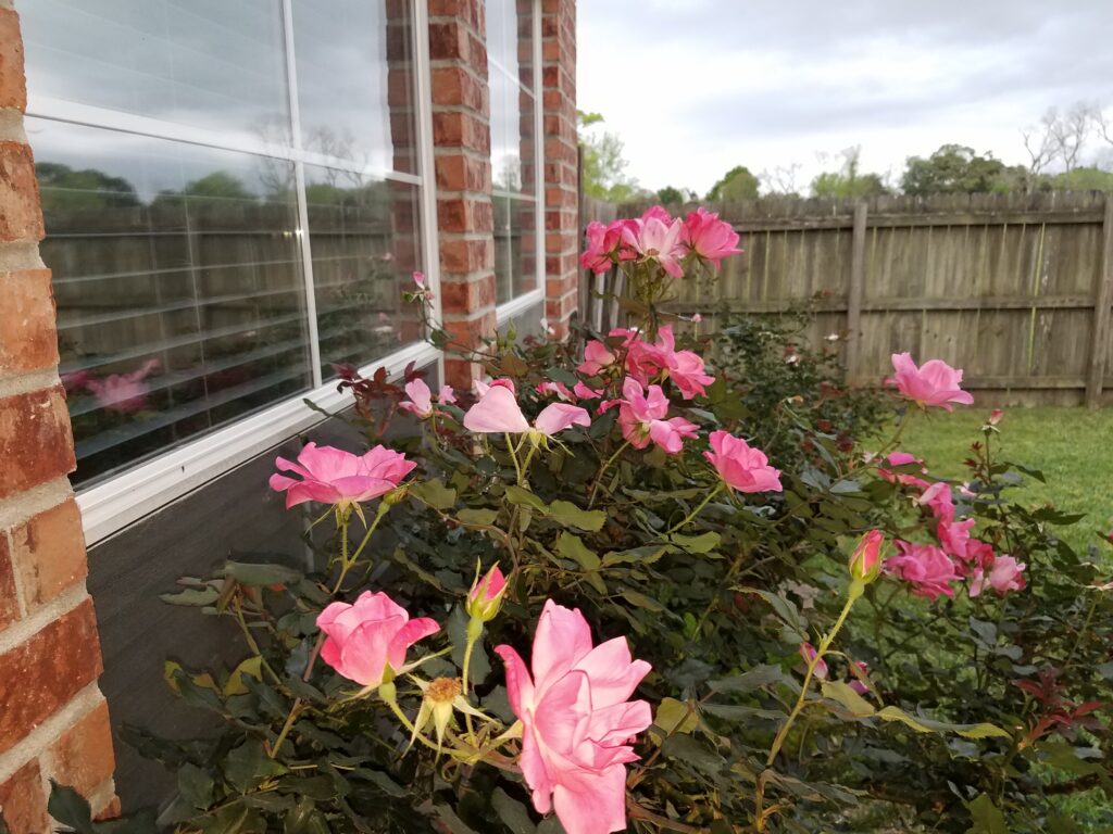 Roses