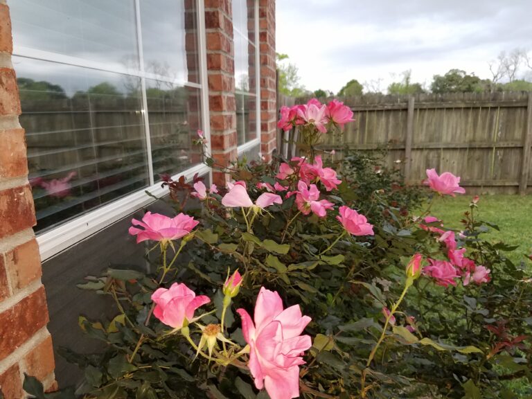 Roses